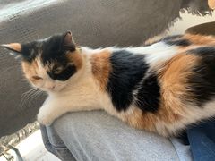 -平行世界·猫咖(首经贸店)