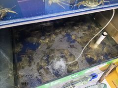 -阳澄湖大闸蟹·琼灵阁牌品牌连锁(吴中总店)