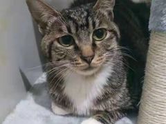 -瑞鹏瑞爱宠物医院·全科·猫科·血液透析中心(龙头寺店)