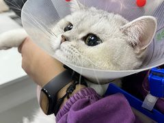 -中农国际动物医院24小时·猫科·骨科·急重症中心
