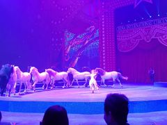 -珠海横琴长隆《卡卡虎奇遇记》