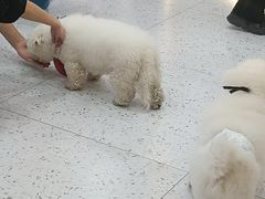 -喵园·猫主题咖啡厅·撸猫·猫咖(国贸店)