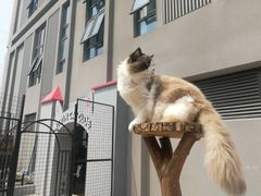 -70cat德文卷毛猫·缅因猫纯种猫舍