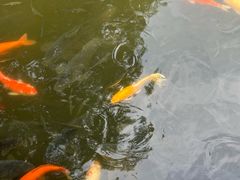 -白洋淀景区