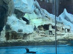 -帝企鹅自助餐厅•儿童岛•真企鹅(长隆企鹅酒店)