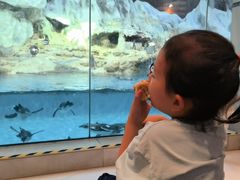 -帝企鹅自助餐厅•儿童岛•真企鹅(长隆企鹅酒店)