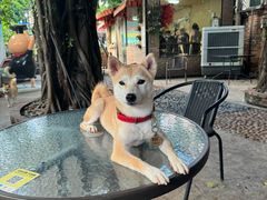 -柴犬高等学院·狗咖·柴犬售卖·宠物训练