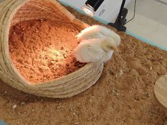 -怪兽屋·羊驼·猫咖·狗咖(俊华广场店)