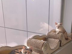 -Cappucimeow猫咪咖啡馆(韦伯时代店)