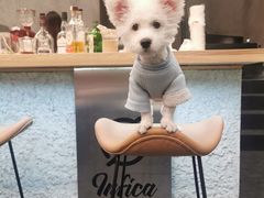 -Infica Coffee