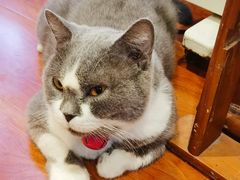 -猫小院猫主题咖啡厅(北锣店)
