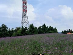 -羊亭河湿地公园