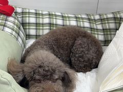 -中国农业大学动物医院