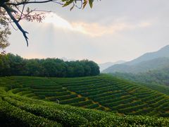 -龙坞茶村