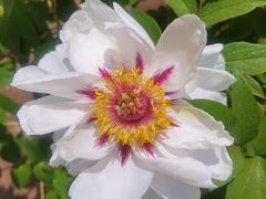 -黑龙江省森林植物园