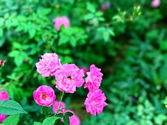 -人民公园(罗湖区)