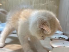 -屋虎猫馆(宝安大仟里店)