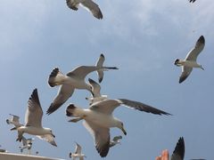 -海驴岛(荣成市)