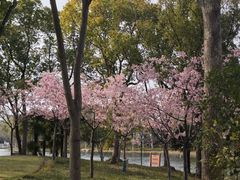 -新江湾城公园