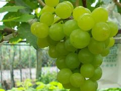 -马陆小张葡萄园农家乐