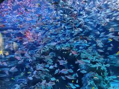 -成都浩海立方海洋公园