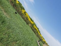 -西青郊野公园