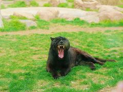 -沈阳森林动物园