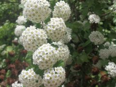 -黑龙江省森林植物园
