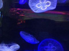 -泉城欧乐堡海洋极地世界