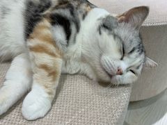 -猫和宫(六道口店)