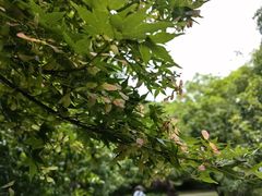 -上海共青森林公园