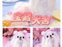 -萌宠之家·腊肠犬·马尔泰·小体犬舍