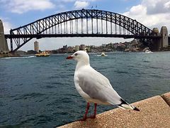 -I'm Angus Steakhouse