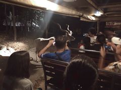 景点-清迈夜间动物园