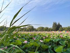 -翠湖国家城市湿地公园