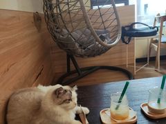 -滚猫咖啡·猫咖·猫友好撸猫(未来城店)