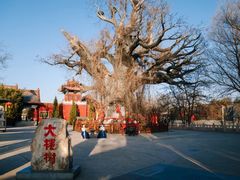 -大槐树寻根祭祖园