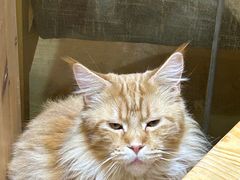 -藏猫猫咖啡主题馆(中央大道店)