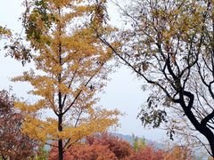 -北京西山国家森林公园