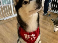 -Husky Go! 哈士奇体验馆·宠物咖啡厅狗咖