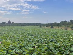 -上海海湾国家森林公园