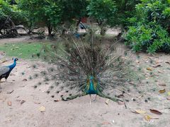 -广州长隆飞鸟乐园