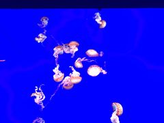 -瑞普利水族馆
