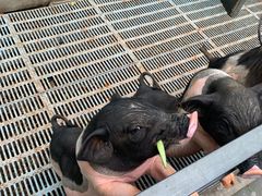 -北京鹿世界主题园