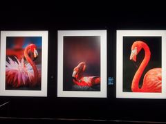 -罗红摄影艺术馆