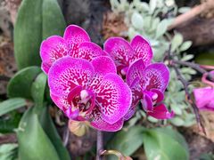 -北京植物园-展览温室