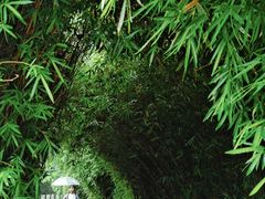 -八大山人梅湖景区