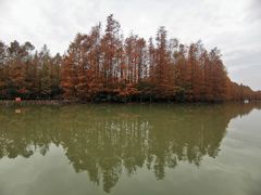 -上海海湾国家森林公园