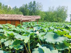 -池杉湖湿地公园