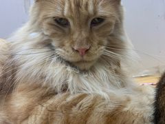-李小姐の猫咖啡馆(五角场店)